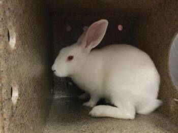 BON BON -  Bunny Rabbit Rabbit for Adoption in Thousand Palms, California - BON BON | PetCurious