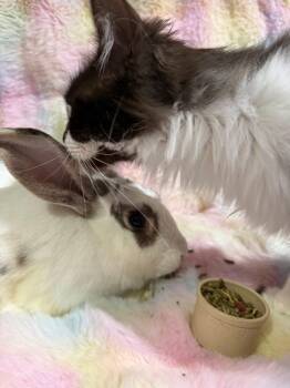 Rescue New Zealand Rabbits for Adoption in Saint Charles, Missouri - Macaroni | PetCurious