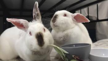 Californian Rabbits Available for Adoption in Livermore, California - Carmel And Monterey | PetCurious