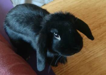 Mini Lop Rabbits Available for Adoption in Westford, Massachusetts - Messina | PetCurious