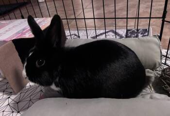 Dwarf and Dutch Rabbits Available for Adoption - Bailey | PetCurious