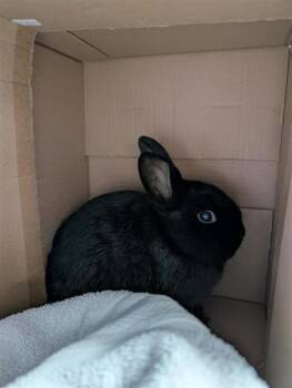 Bunny Rabbit Rabbits Available for Adoption in Montreal, Quebec - Morpheus | PetCurious
