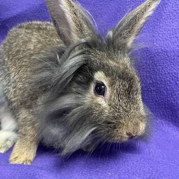 Rescue Lionhead Rabbits for Adoption in Edinburg, Pennsylvania - Theodore: Video!! | PetCurious