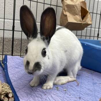 English Spot and Bunny Rabbit Rabbits Available for Adoption in Wheaton, Illinois - Chantilly | PetCurious