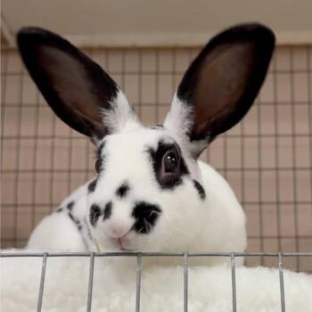 WB aka Charlie -  Rex Rabbit for Adoption in Mill Valley, California - WB Aka Charlie | PetCurious