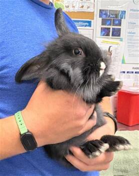 Bunny Rabbit Rabbits Available for Adoption in Camarillo, California - A879355 | PetCurious