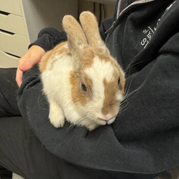 Carrie -  Bunny Rabbit Rabbit for Adoption in York, Pennsylvania - Carrie | PetCurious