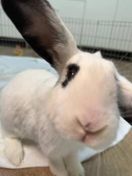 Bodega -  Mini Lop Rabbit for Adoption in Pflugerville, Texas - Bodega | PetCurious