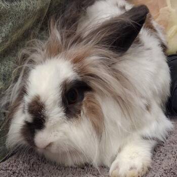 Lilly Bun -  Lionhead Rabbit for Adoption in Murray, Utah - Lilly Bun | PetCurious