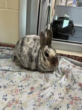 Fox -  Rex Rabbit for Adoption in Stratham, New Hampshire - Fox | PetCurious