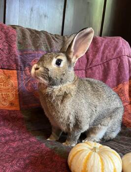 Rescue Bunny Rabbit Rabbits for Adoption in Livermore, California - Canela | PetCurious