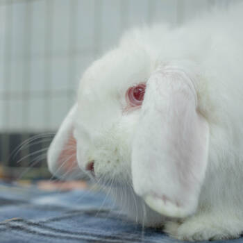 Rescue American Fuzzy Lop Rabbits for Adoption in San Diego, California - Alison | PetCurious