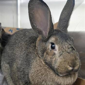 Rescue American Rabbits for Adoption in Prince Frederick, Maryland - Brownie | PetCurious