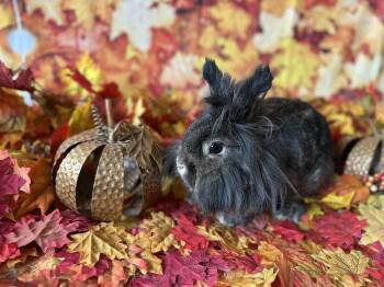 Rescue Lionhead Rabbits for Adoption in Northampton, Massachusetts - Honey | PetCurious