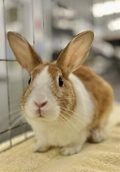 Bunny Rabbit Rabbits Available for Adoption in San Francisco, California - ZAPP | PetCurious
