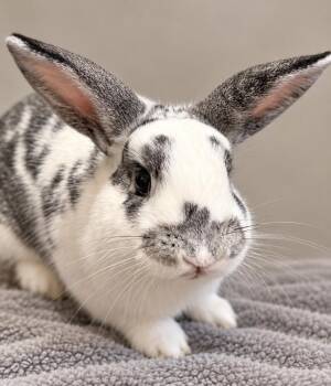 Auri (& Avi) -  Bunny Rabbit and Mini Rex Rabbit for Adoption in Marshfield, Wisconsin - Auri (& Avi) | PetCurious
