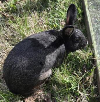 Jacob -  Bunny Rabbit Rabbit Available for Adoption in Fairfax, Virginia - Jacob | PetCurious