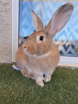 Rescue Flemish Giant Rabbits for Adoption in Los Angeles, California - Gobi | PetCurious
