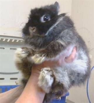 A922529 -  Jersey Wooly Rabbit for Adoption in Sacramento, California - A922529 | PetCurious