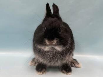 Blackberry -  Netherland Dwarf Rabbit for Adoption in Woodbury, Minnesota - Blackberry | PetCurious