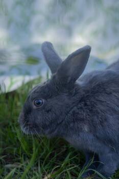 Beveren Rabbits Available for Adoption in Bishopville, South Carolina - Baxter | PetCurious