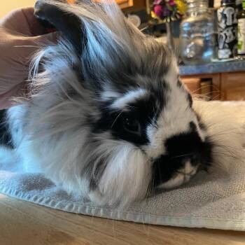 Mini Lop and Lionhead Rabbits Available for Adoption in Plumsted, New Jersey - Stevie | PetCurious