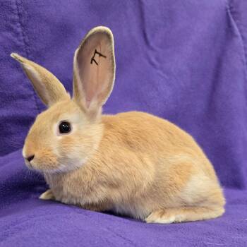 Cinnamon Apple -  American and Palomino Rabbit for Adoption in Evansville, Indiana - Cinnamon Apple | PetCurious