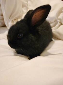 Binx aka Frankie -  Havana Rabbit for Adoption in Santa Cruz, California - Binx Aka Frankie | PetCurious