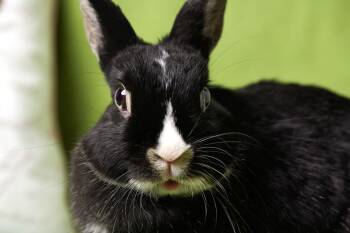Netherland Dwarf and Dutch Rabbits Available for Adoption in Ankeny, Iowa - Rosie | PetCurious