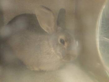 A1922090 -  Bunny Rabbit Rabbit for Adoption in Thousand Palms, California - A1922090 | PetCurious