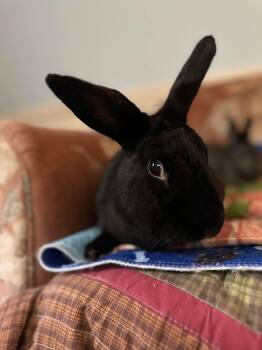 Rue -  Bunny Rabbit Rabbit for Adoption in Westbrook, Maine - Rue | PetCurious