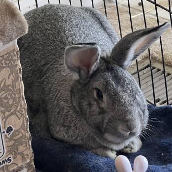 Rescue Chinchilla Rabbits for Adoption in Huntsville, Alabama - Bradley | PetCurious