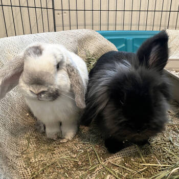 Rescue Lionhead and American Fuzzy Lop Rabbits for Adoption in Houston, Texas - Ricky Baker And Kody | PetCurious