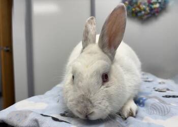 Fosters -  Californian Rabbit for Adoption in Westford, Massachusetts - Fosters | PetCurious