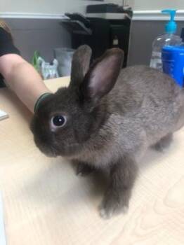 Cady -  American and Bunny Rabbit Rabbit Available for Adoption in Largo, Florida - Cady | PetCurious