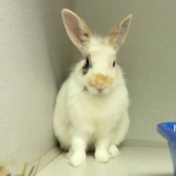 Toast Pirate -  Bunny Rabbit Rabbit for Adoption in Pittsburgh, Pennsylvania - Toast Pirate | PetCurious