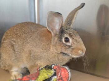 Scarlett -  New Zealand Rabbit for Adoption in Portland, Oregon - Scarlett | PetCurious