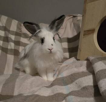 Lionhead and Dwarf Rabbits Available for Adoption in Knoxville, Tennessee - Primiera | PetCurious