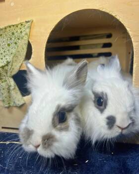 Oat & Chai -  Dwarf and Lionhead Rabbit for Adoption in Ferndale, Washington - Oat & Chai | PetCurious
