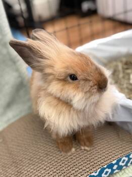 Oscar -  Lionhead Rabbit for Adoption in Naples, Florida - Oscar | PetCurious