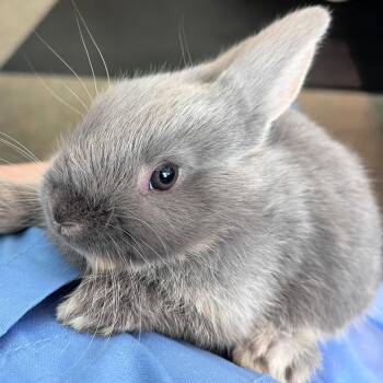 Bunny Rabbit Rabbits Available for Adoption in Lindon, Utah - Daisy | PetCurious