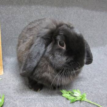 Holland Lop Rabbits Available for Adoption - Marzi | PetCurious