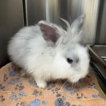 Barry -  Lionhead and Bunny Rabbit Rabbit for Adoption in Windsor, Virginia - Barry | PetCurious