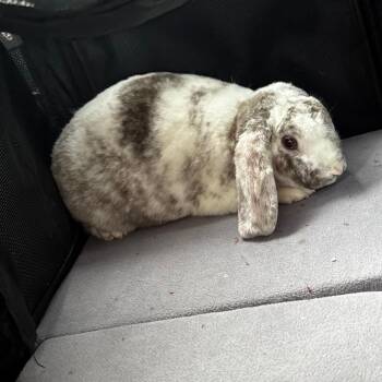 American Fuzzy Lop and Holland Lop Rabbits Available for Adoption in South Elgin, Illinois - Sprite - Home To Home | PetCurious