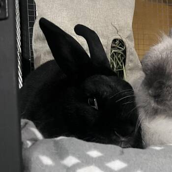 Cannoli -  Mini Rex Rabbit for Adoption in South Elgin, Illinois - Cannoli | PetCurious