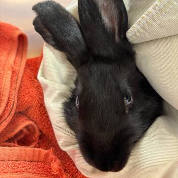 Motzi -  Bunny Rabbit Rabbit for Adoption in Richmond, California - Motzi | PetCurious