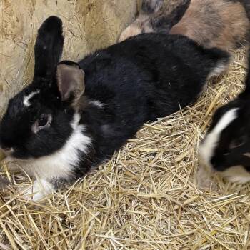 Shallot -  New Zealand and American Rabbit for Adoption in Nampa, Idaho - Shallot | PetCurious