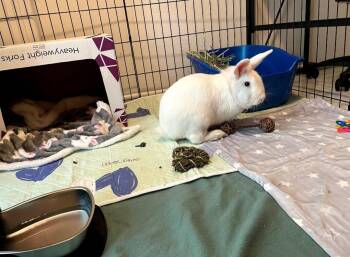 Rescue Lionhead Rabbits for Adoption in Montclair, California - Cotton | PetCurious