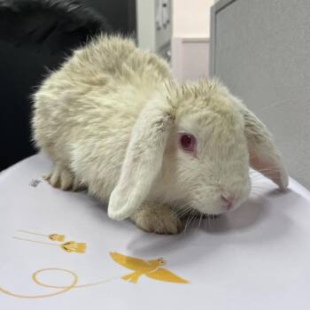 Hopper -  American Rabbit for Adoption in Clearwater, Florida - Hopper | PetCurious