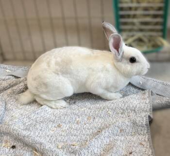 Vanilla Bean -  Rex Rabbit for Adoption in Slidell, Louisiana - Vanilla Bean | PetCurious